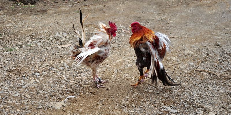 Dùng để chỉ thế đánh của chiến kê khi thi đấu
