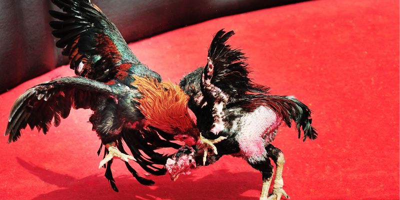 Một trong các thế đá gà hay trong chiến đấu
